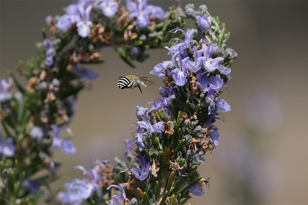 Bee hovering near small purple flowers of a rosemary plant